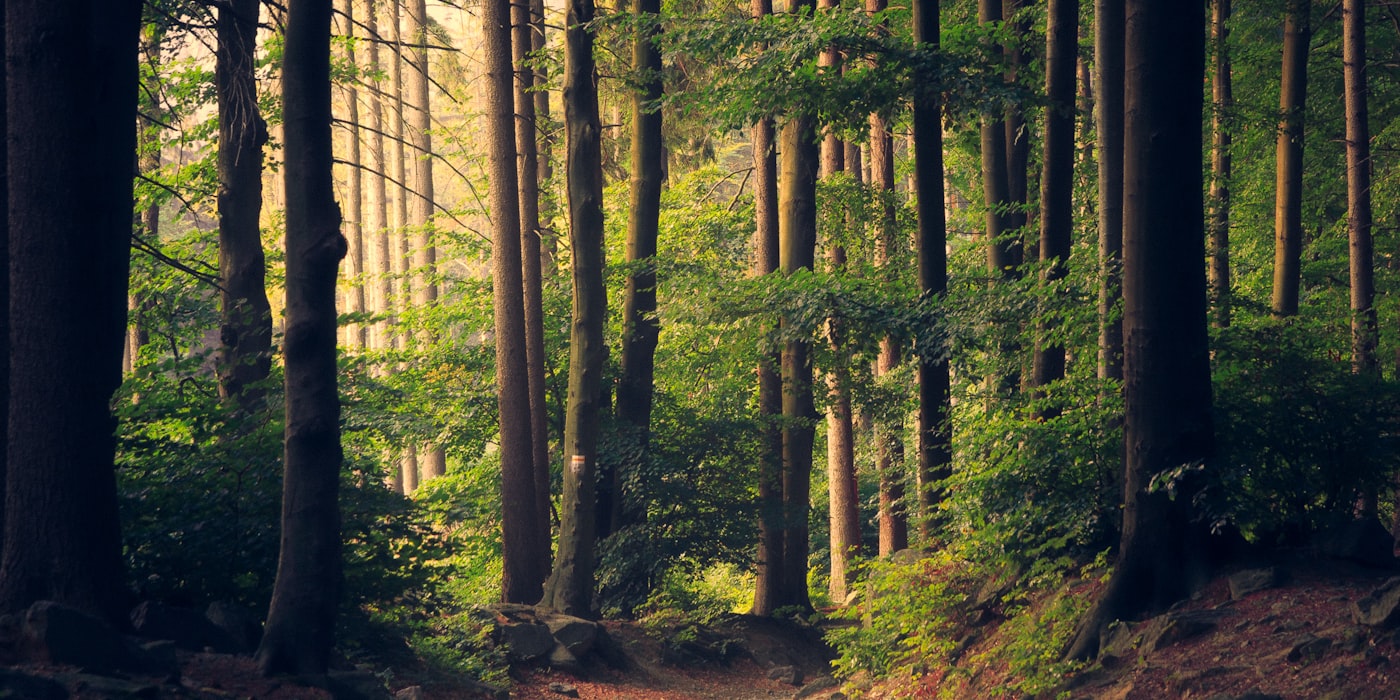 Sunlight through forest canopy, representing environmental stewardship